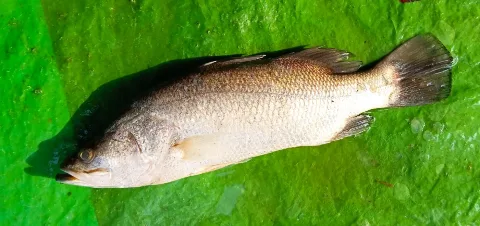 Barramundi (Lates calcarifer)