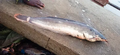 African Catfish (Clarias gariepinus)