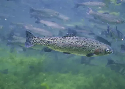 Rainbow Trout (Oncorhynchus mykiss) underwater