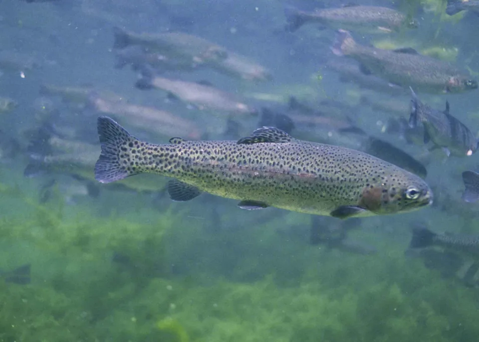 Rainbow Trout (Oncorhynchus mykiss) underwater