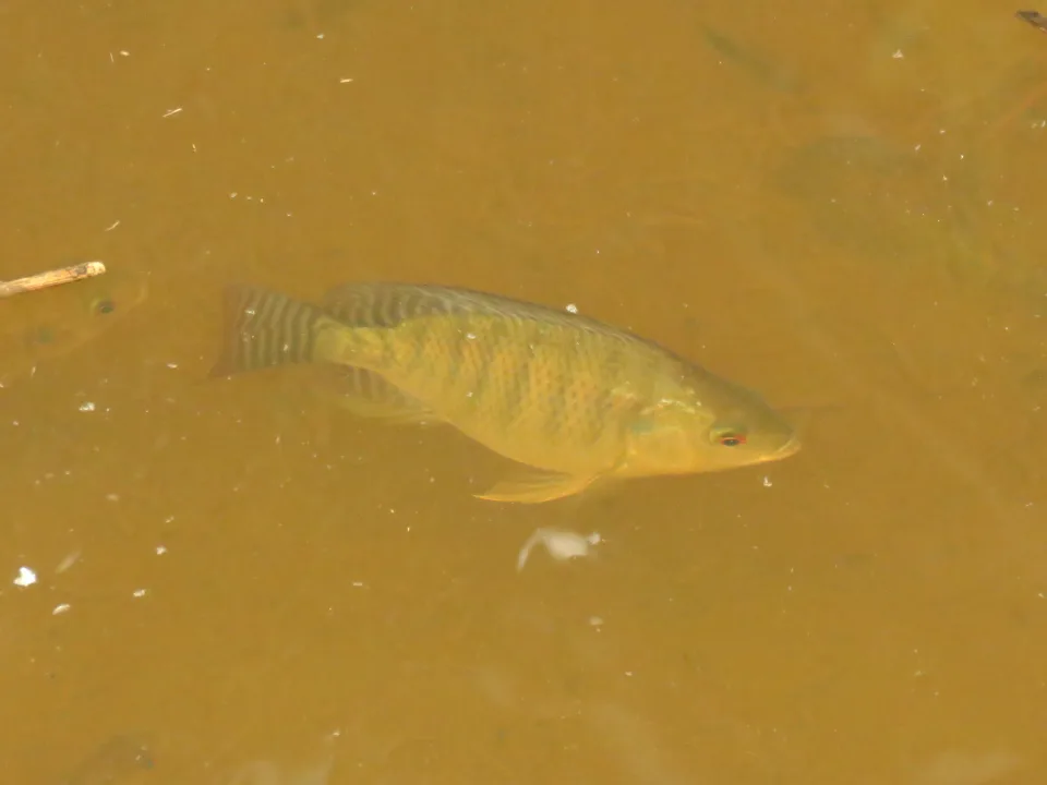 Nile Tilapia (Oreochromis niloticus)